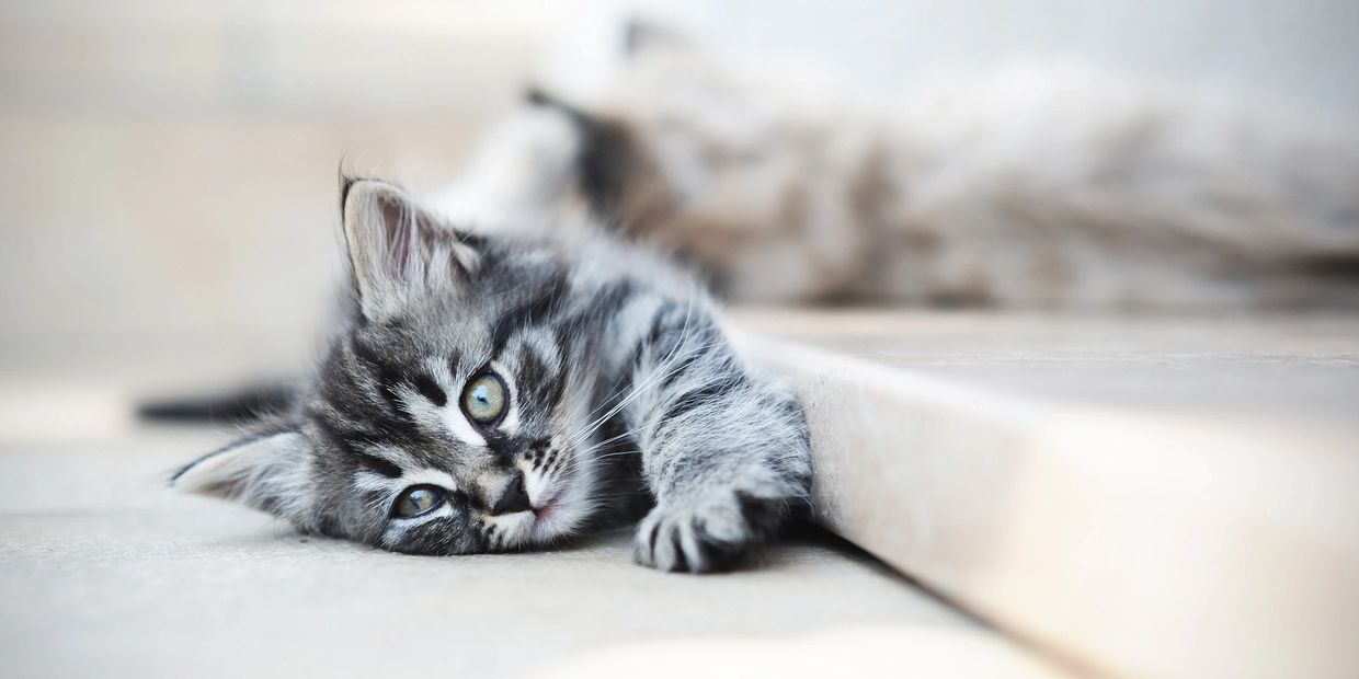 A tiny little gray kitten laying on it's side.