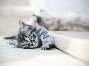 grey kittens stretched out in the sunshine