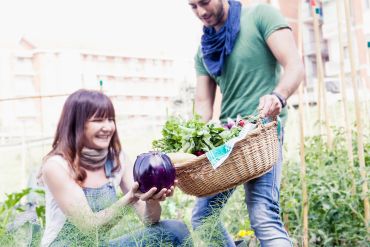 Couple harvesting vegetables in a garden.