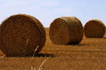 BIOGAS FROM PADDY STRAW