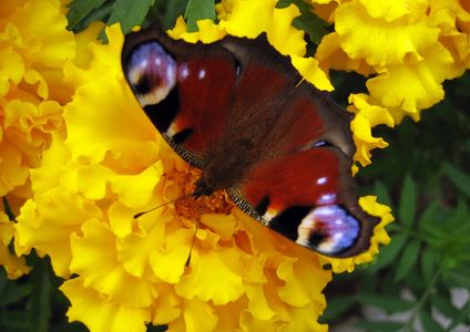 A vibrant butterfly with red wings rests on a bright yellow flower.