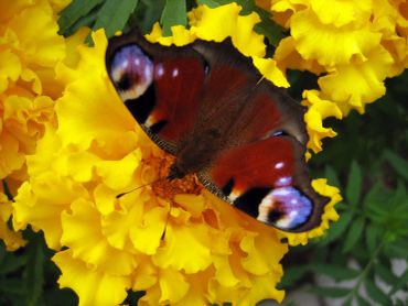 A butterfly with colorful wings rests on vibrant yellow flowers.