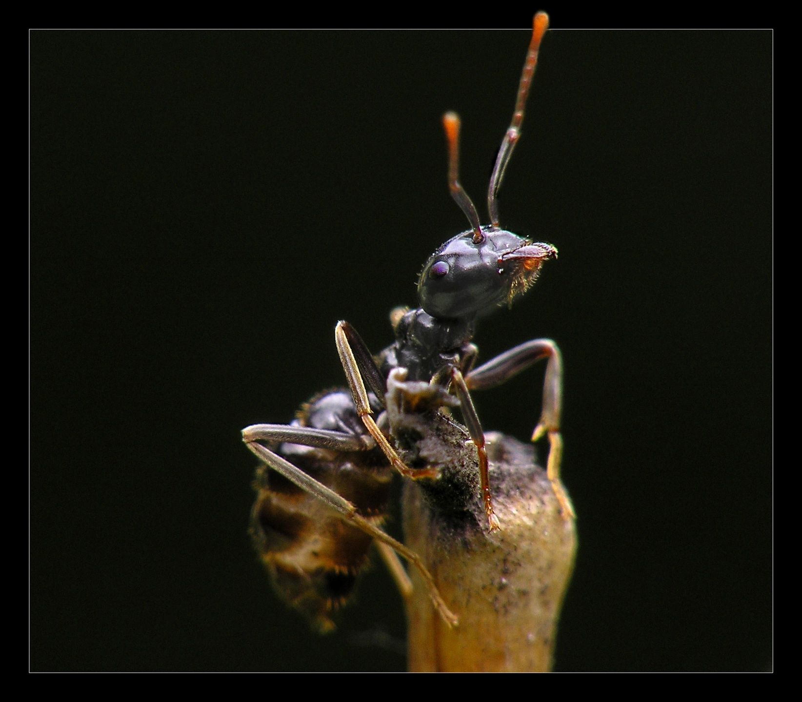 Ants, Ant
