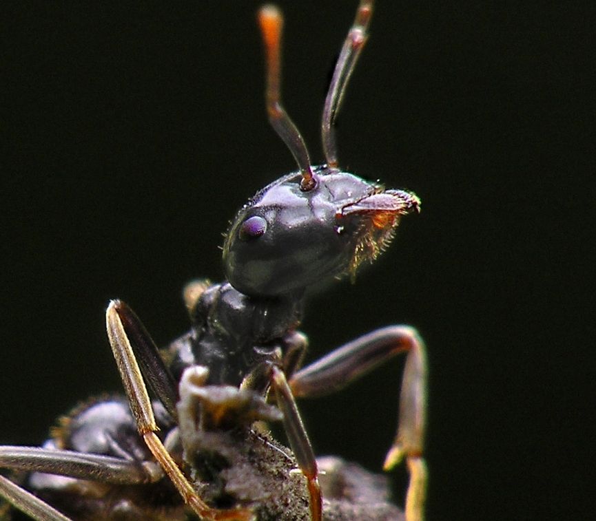 pest control-ants-semut  pest control-cockroach-lipas pest control malaysia