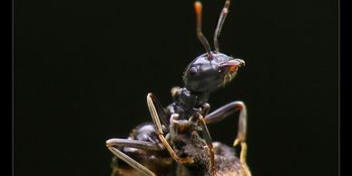 Ant on a stick