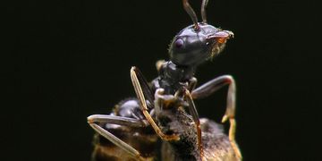 JP Pest Control, bugs, ant, Mackay, Cleaning Services