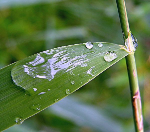 Droplets on a leaf