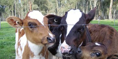 Young cows