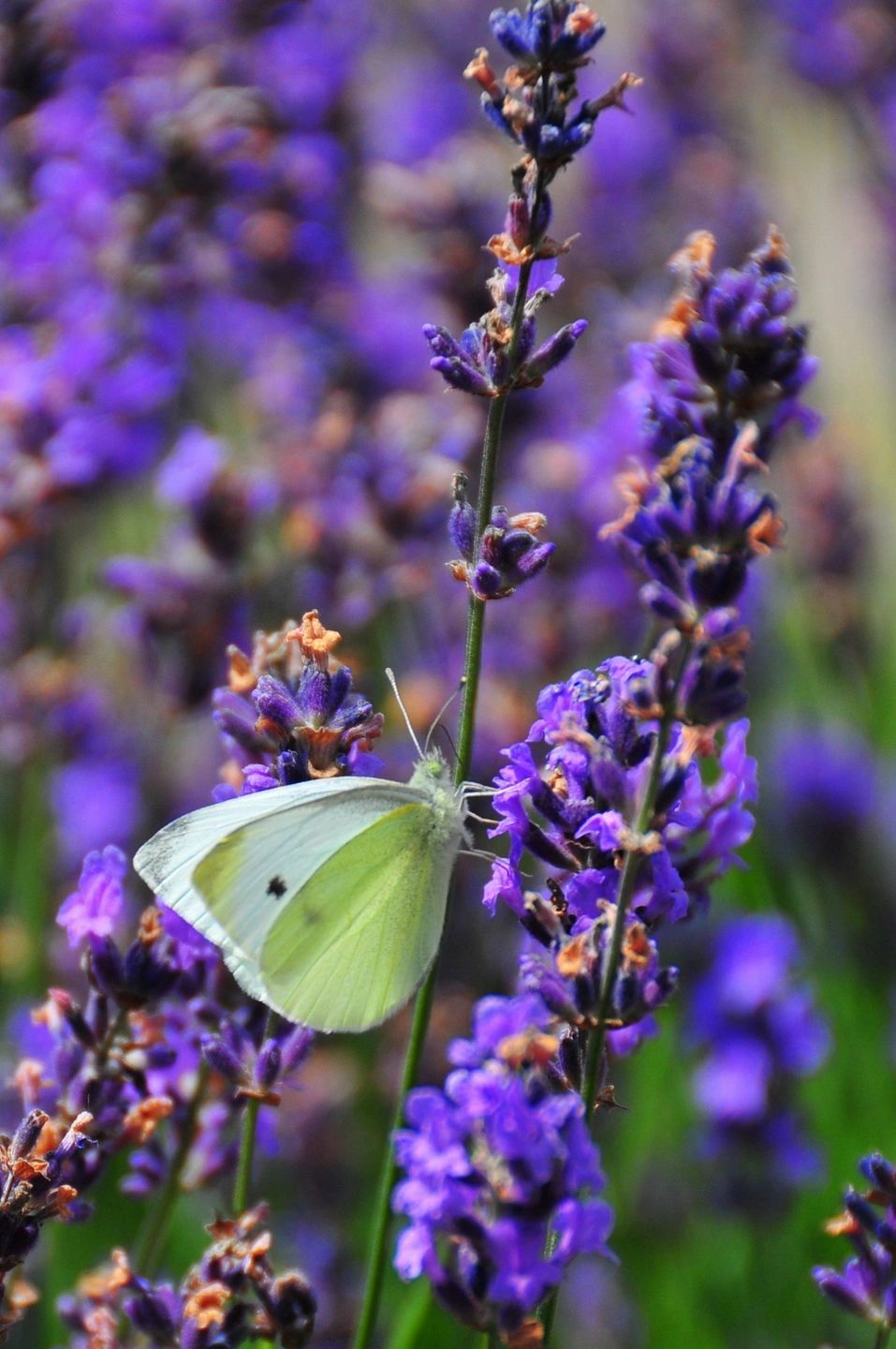 Herbs, Salves, Farm Lavender Blue Farm TN Greeneville, Tennessee
