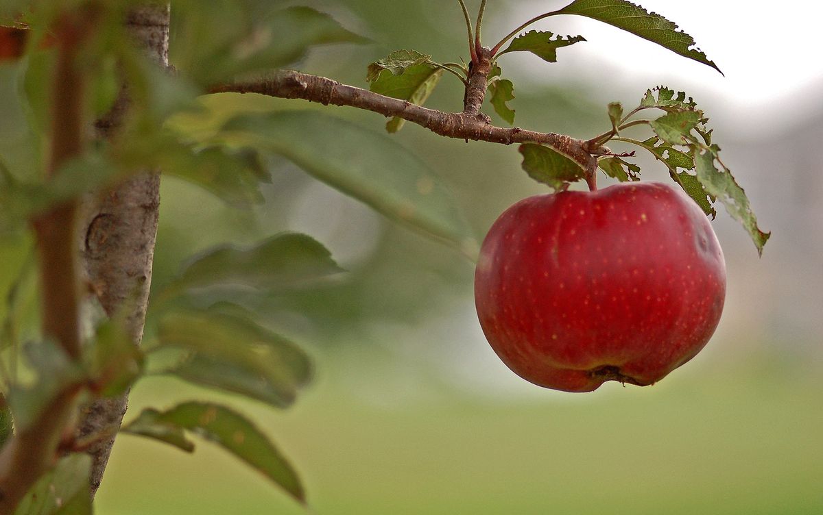 Fresh Fruits USA Grown