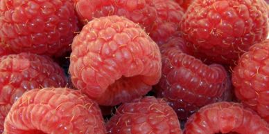 Fresh raspberries used to flavour our gins and liqueurs 