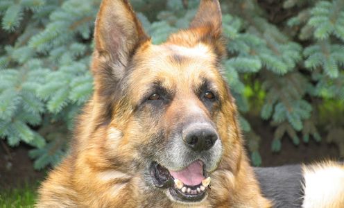 Older dogs often have (previous) injury and onset of arthritis. It will be good to for them to get regular check ups and massages to help them move freely.