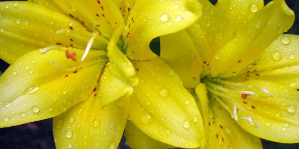 Close-up of yellow lily flowers with water droplets.