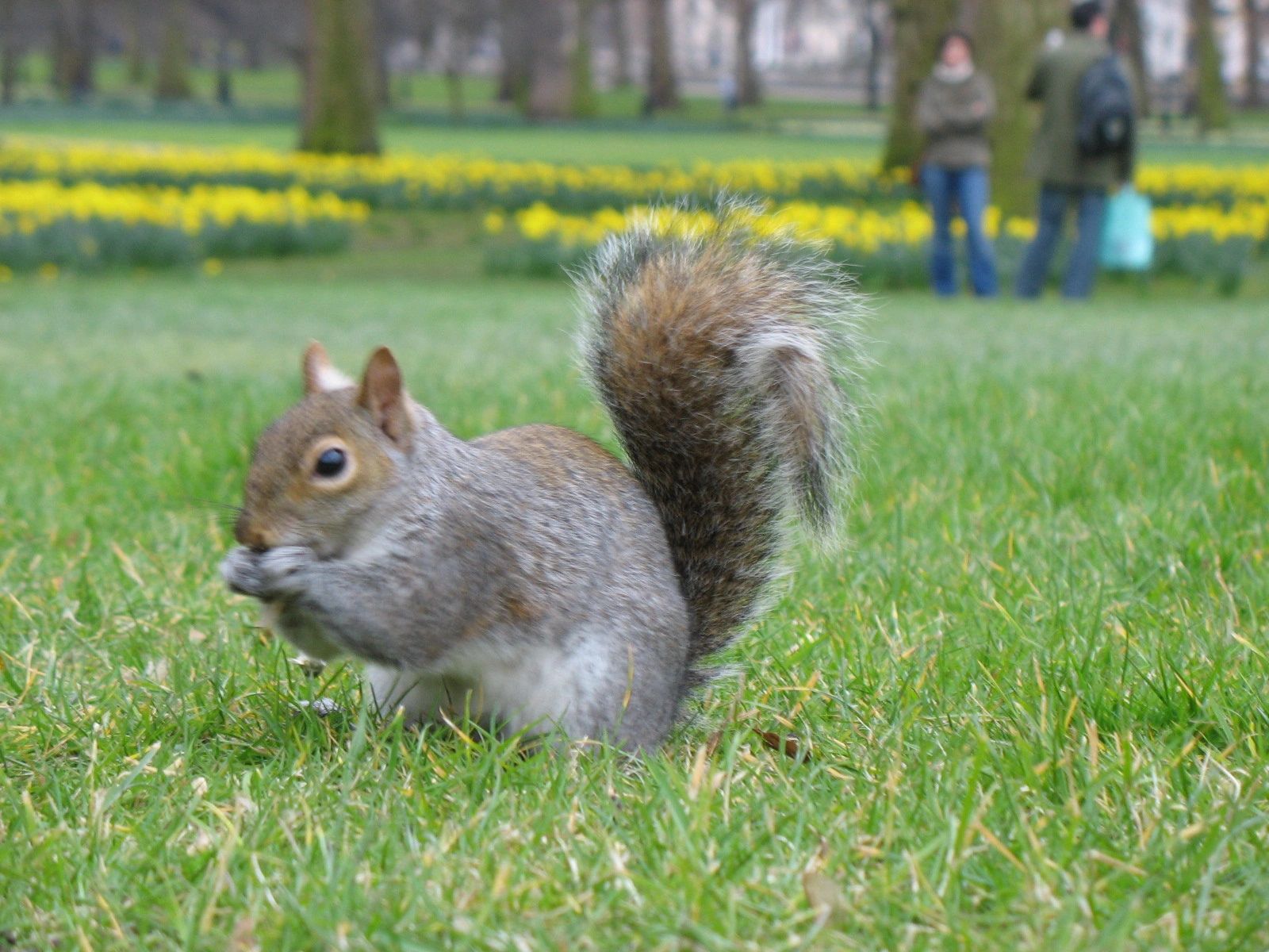 A squirrel on grass with yellow flowers and people in the background.