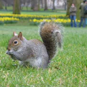 Professional Squirrel Removal near Toledo OH