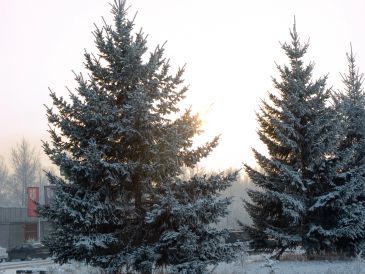 Two snow-covered evergreen trees in winter.