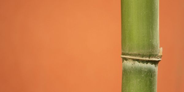 Close-up of a green bamboo stalk against an orange background.