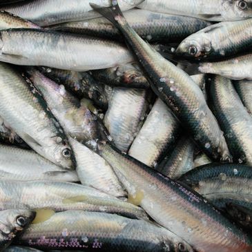 Freshly caught sardines piled together with shiny scales.