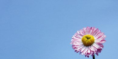 Single pink and white daisy with dew against a clear blue sky.