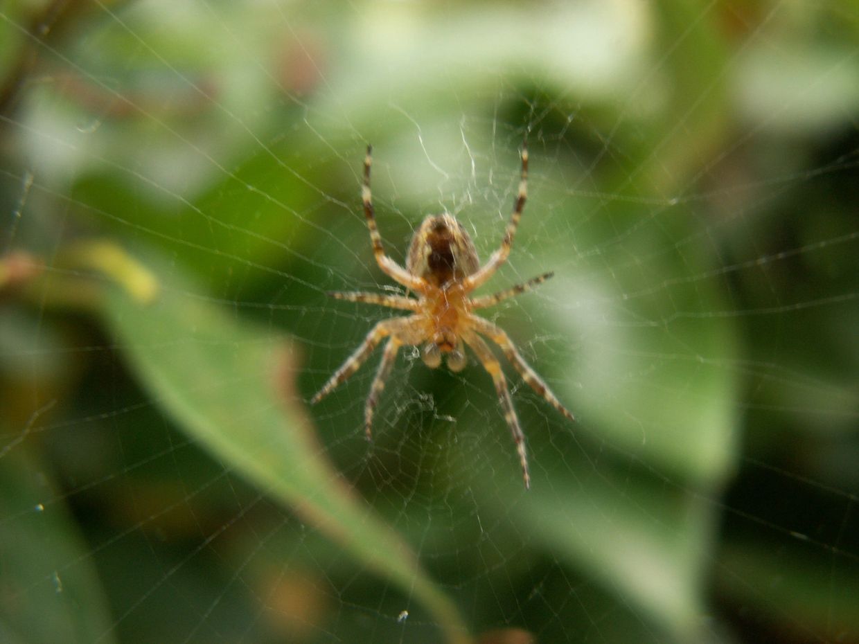 Close-up of a spider on its web surrounded by green foliage.