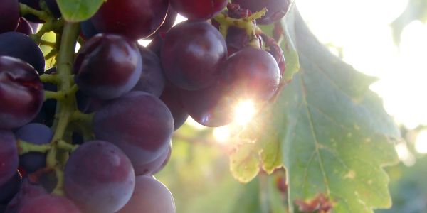 Close-up of ripe purple grapes with sunlight.
