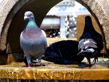 pigeons on a water fountain in home