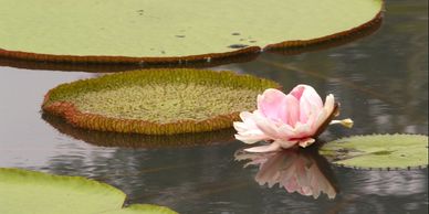 Lilypad on water