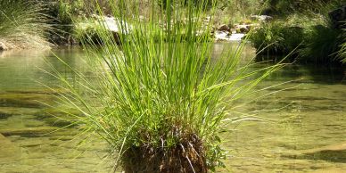 Wetlands