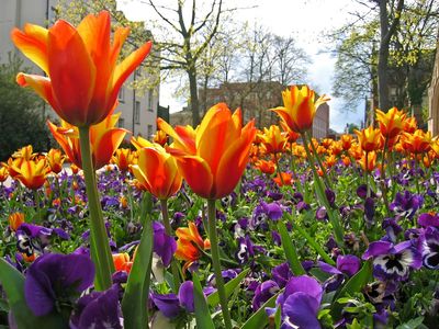 Spring Flowers are blooming after Easy Mowing Service Planted them.