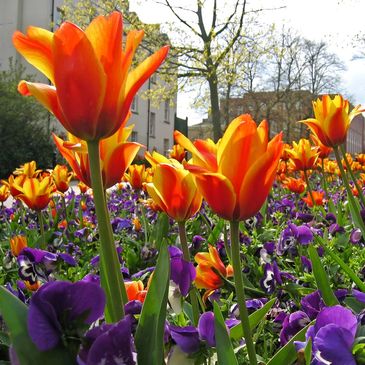 Tulips in full bloom