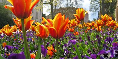 Different colored flowers 