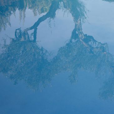 Reflection of trees on calm water creating a serene blue scene.