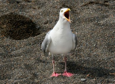 A seagull standing on rocky ground with its beak open.