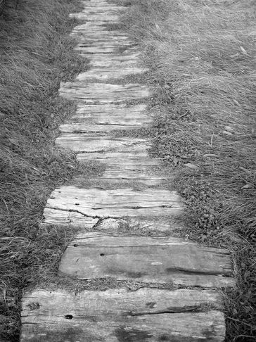 A rustic wooden pathway through tall grass in black and white.