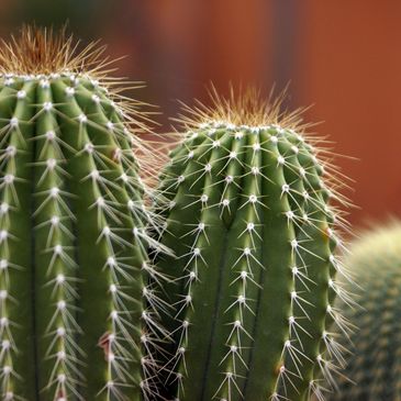 Desert Cactus 