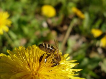 Worker on dandelion