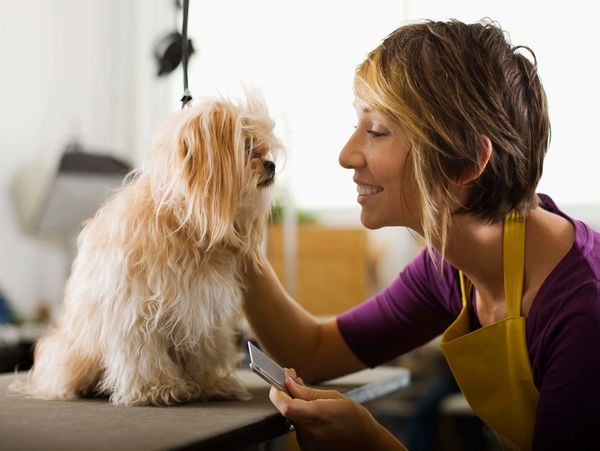 Gucci Pooch Salon - Meza, AZ - Dog grooming values