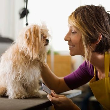 Dog Grooming Vancouver