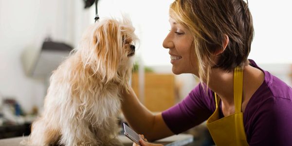 dog getting groomed