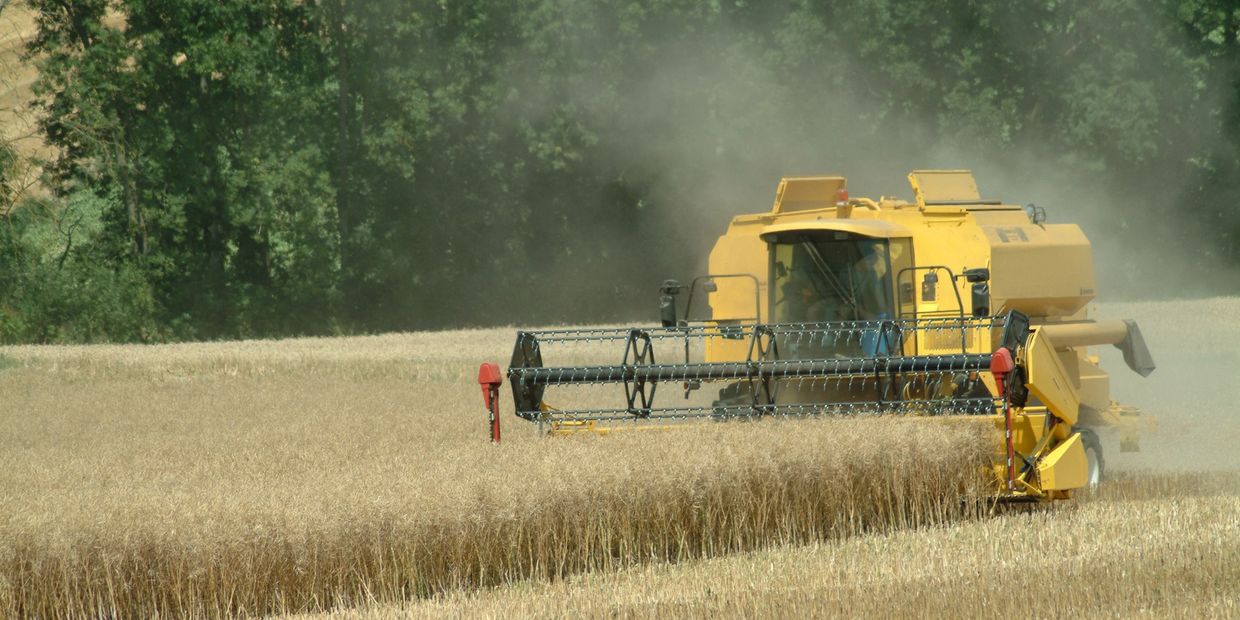 Combine harvester working in a wheat field.