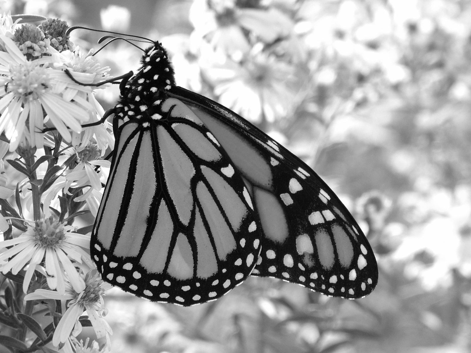 a butterfly on a flower