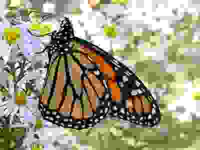 Monarch butterfly