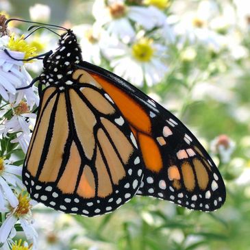 Healing Butterfly - often a symbol of eating disorder recovery. 