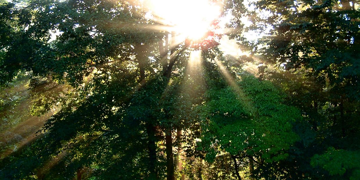 Beautiful morning rays of sunlight shining through trees.