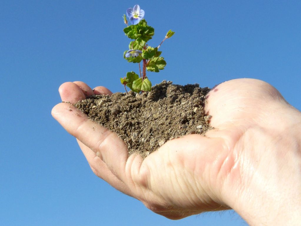 Hand holding soil with a small plant.