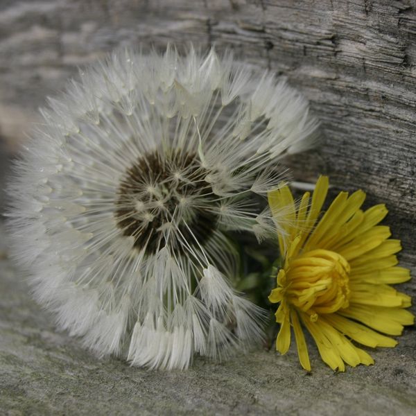 Weed Control
weeds