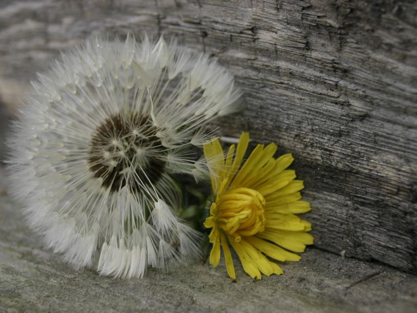 A dandelion in seed and a yellow flower on weathered wood.