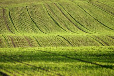 alfalfa food plot