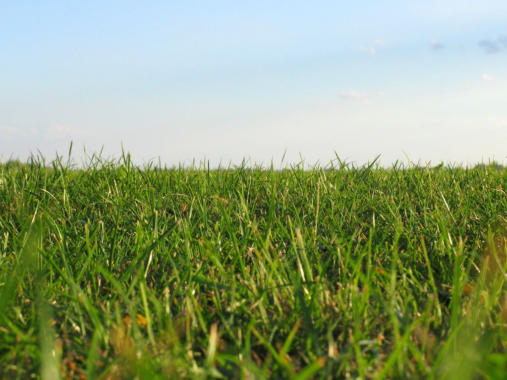 Close-up of green grass with clear sky.