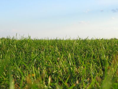 Close-up of green grass under a clear blue sky.